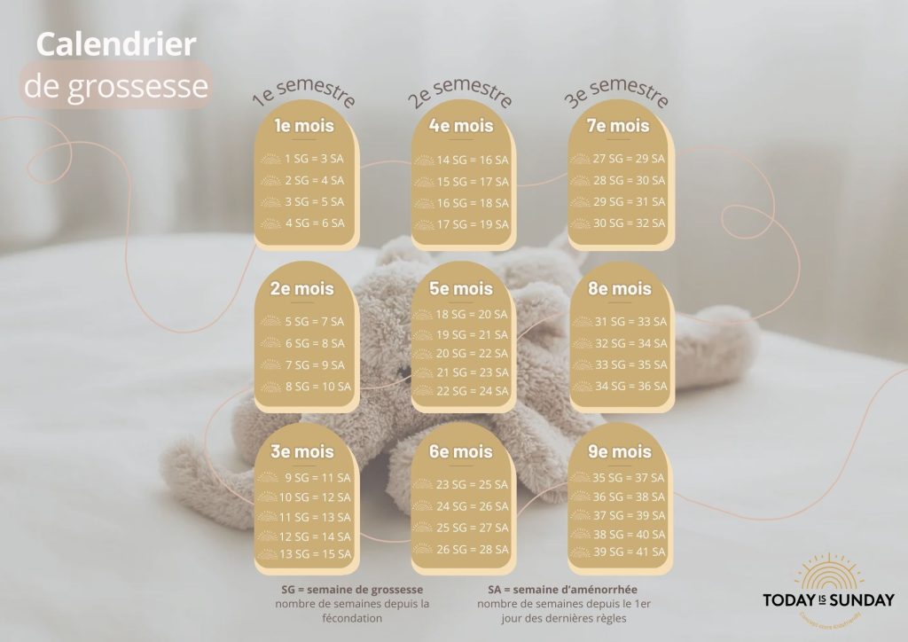 Calendrier de grossesse montrant la correspondance entre semaines de grossesse et semaines d’aménorrhée